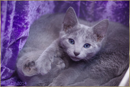 Russian Blue