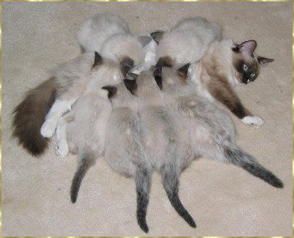 Litter of Kittens