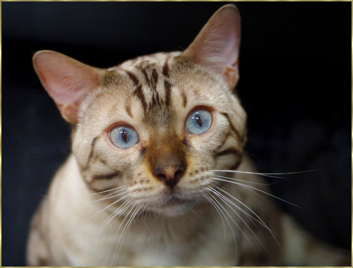 Striped Cat