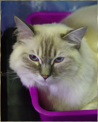 Cat in purple tub