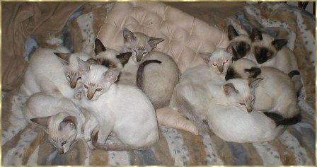 Litter of Kittens