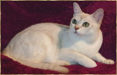 White Cat