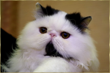 Black & White Persian