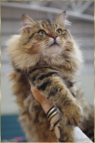 Cat at Show