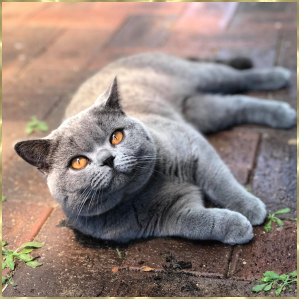 Membership Cat