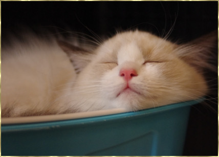 Sleeping Cat