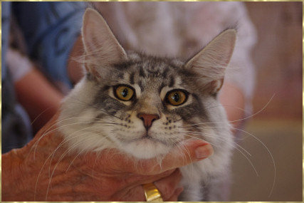 Cat at Show