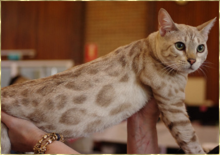 Spotted Cat