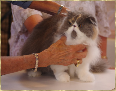 Cat at Show