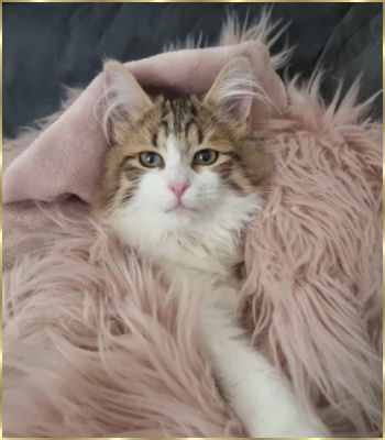Sally Hunt Cat