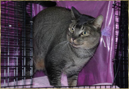 Grey Tabby