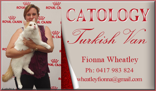 Catology Banner